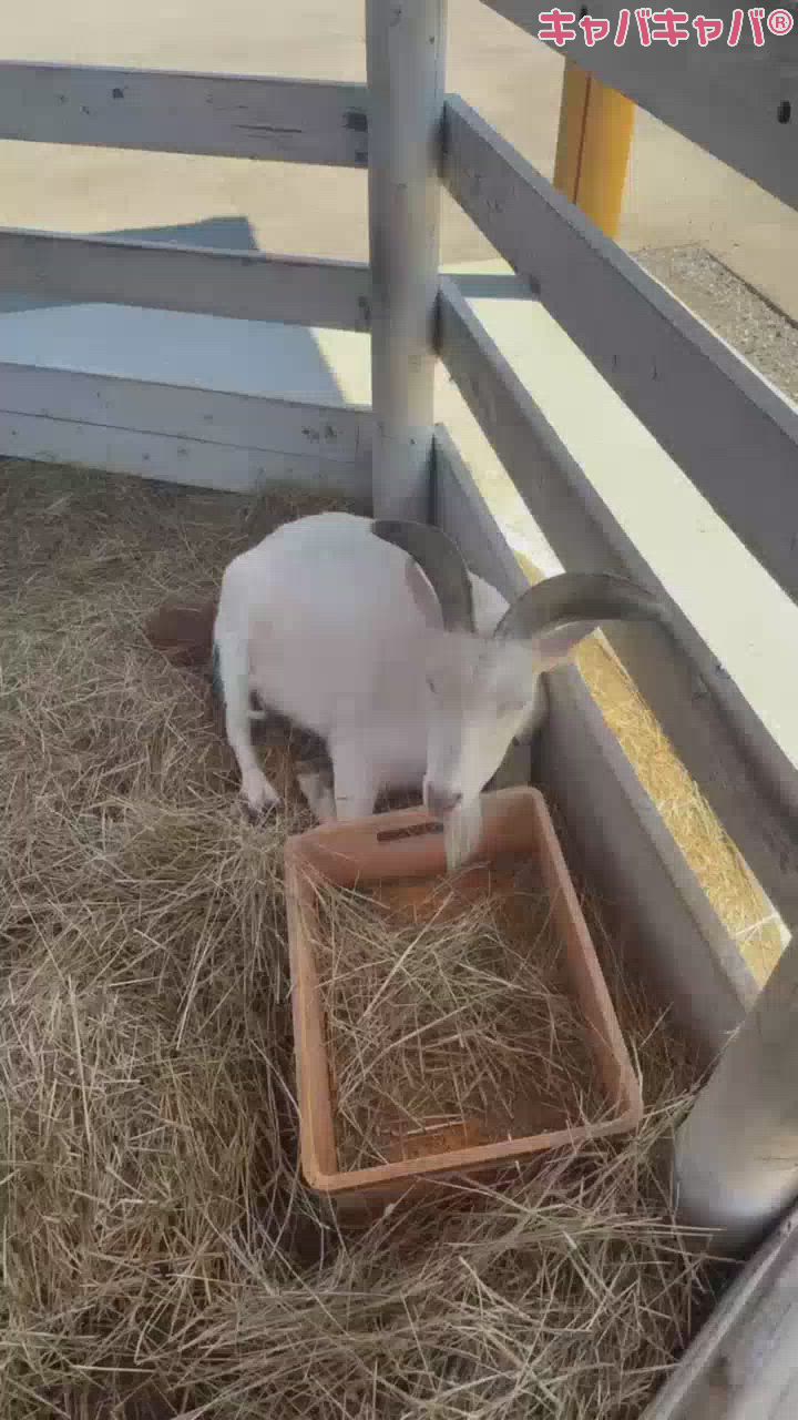 ヤギ座女、ヤギと触れ合う