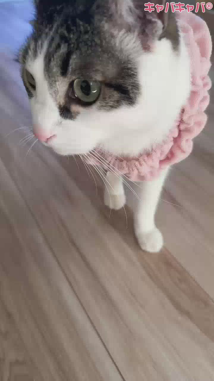 藤咲 あや
