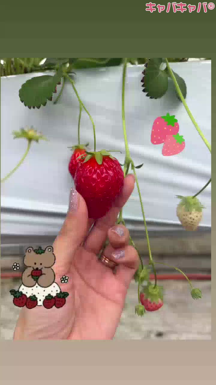 一条 葵