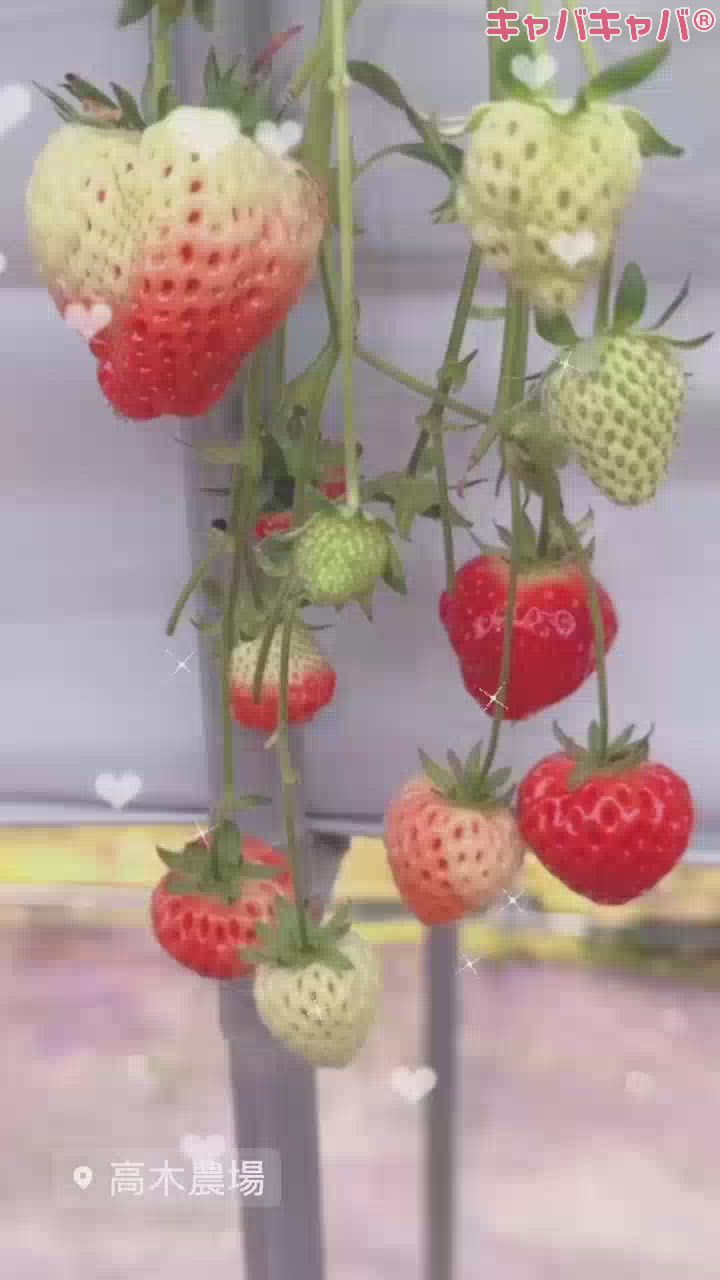 しあわせまんてん🎶