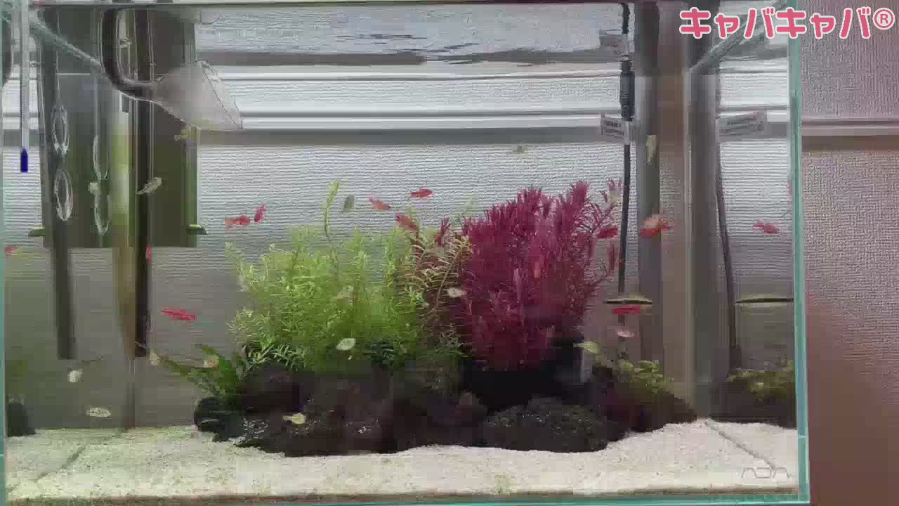 お家の水槽