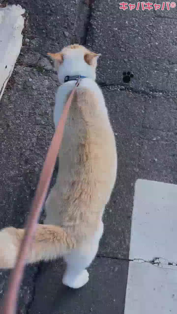 CLUB　Paladin日記1626095