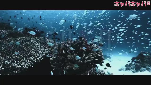 cafe&bar Mermaid ホットニュース 8880