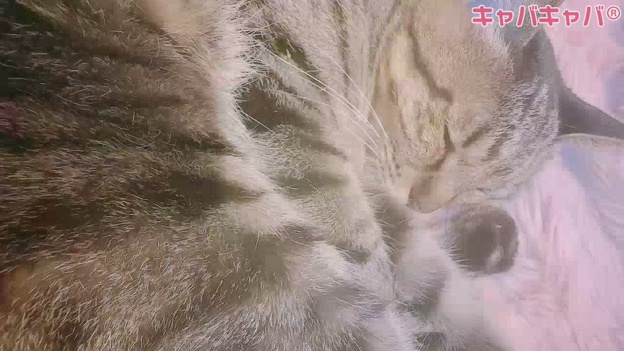 藤咲 あや