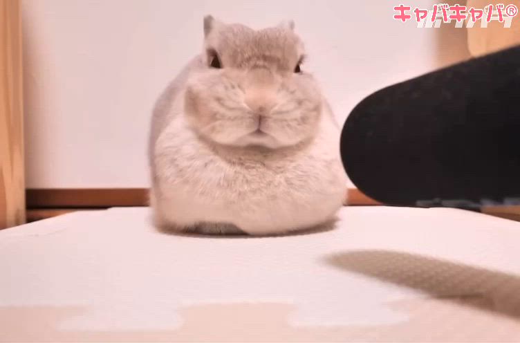 最近のはやり...🐇