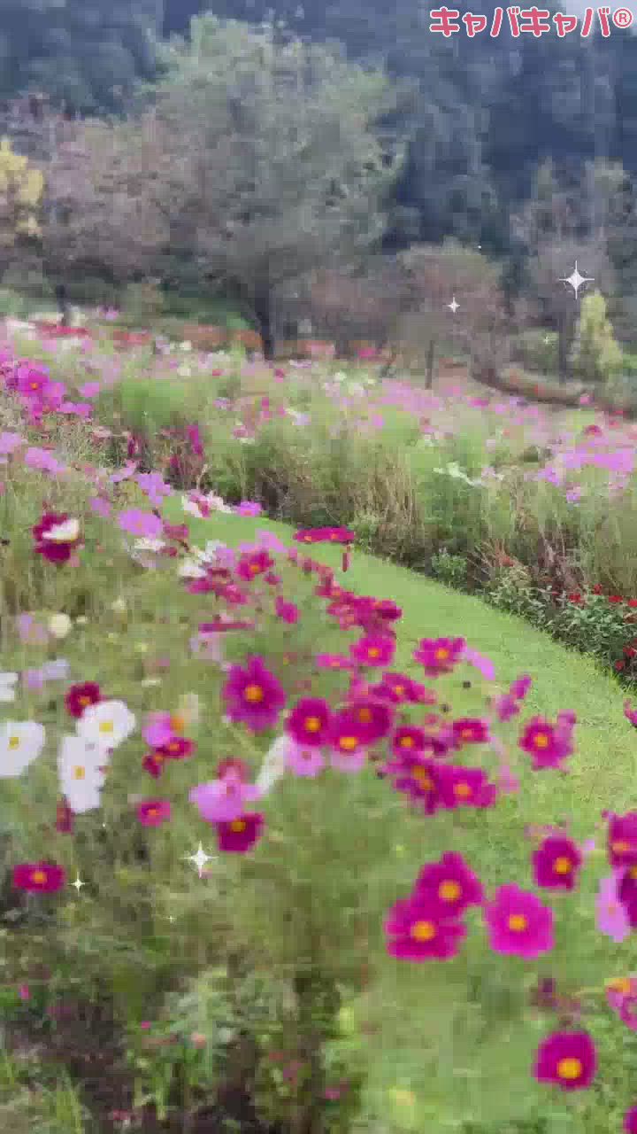 マスカッツ日記1194413