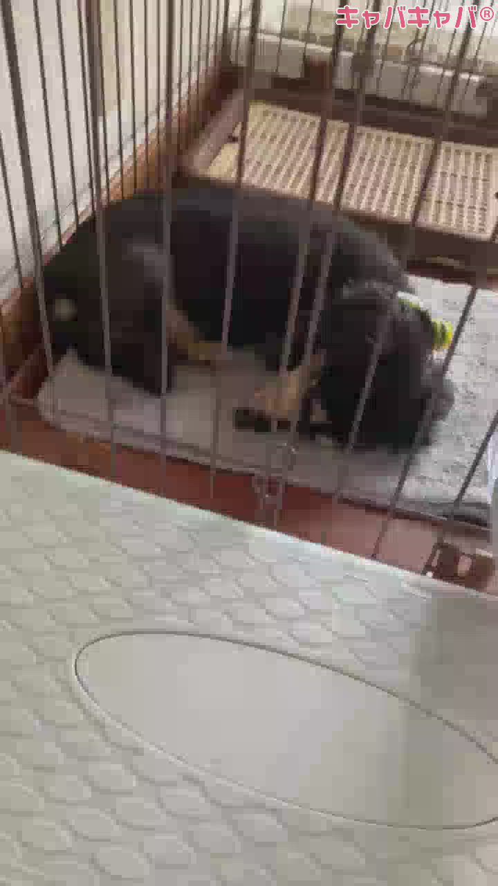 全然起きない犬さん