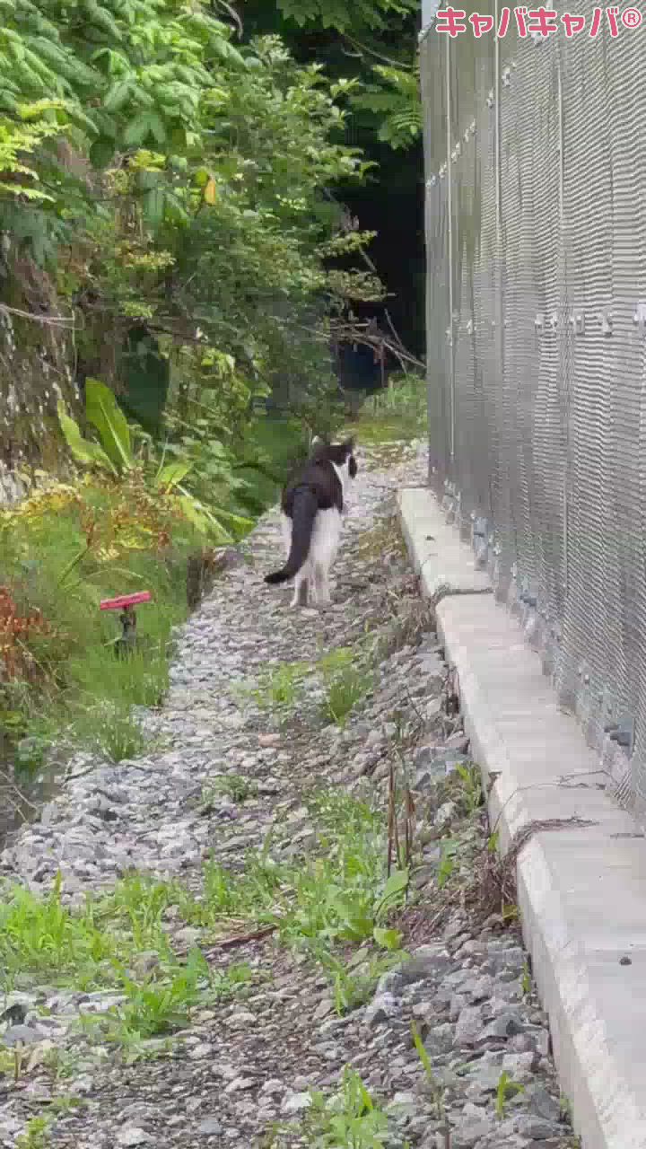 にゃんにゃん！