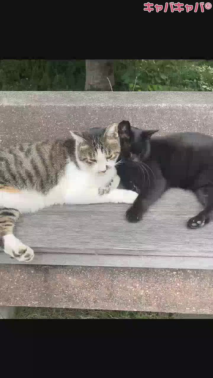 癒してほしい～！