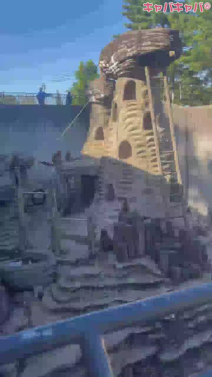 お猿さん🙊❤︎