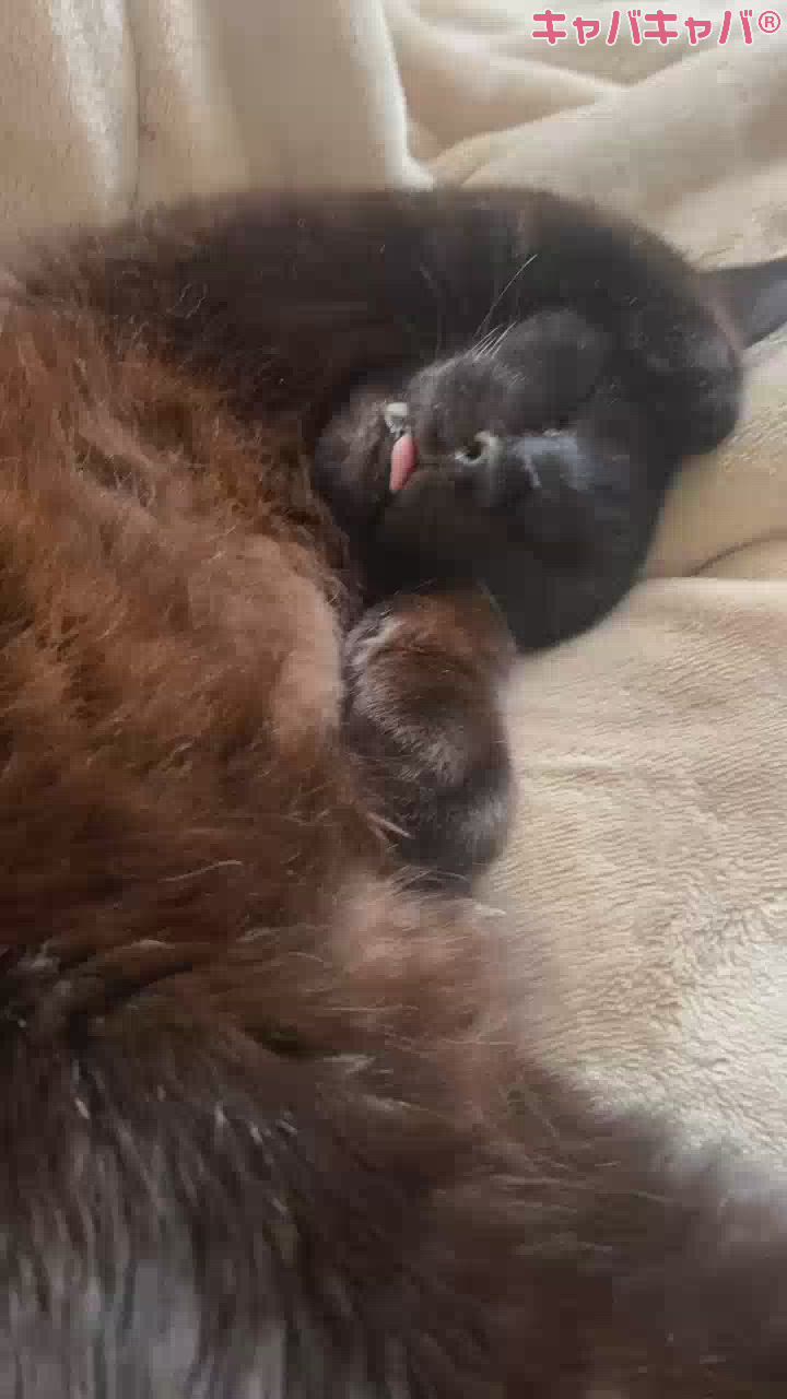 たぶん世界一かわいい🐈‍⬛