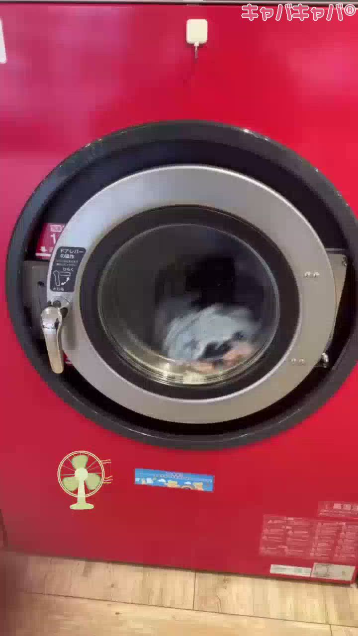 Persephone日記1510986