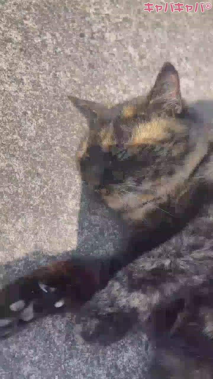 私の大好きな大好きな猫ちゃん💖🐈