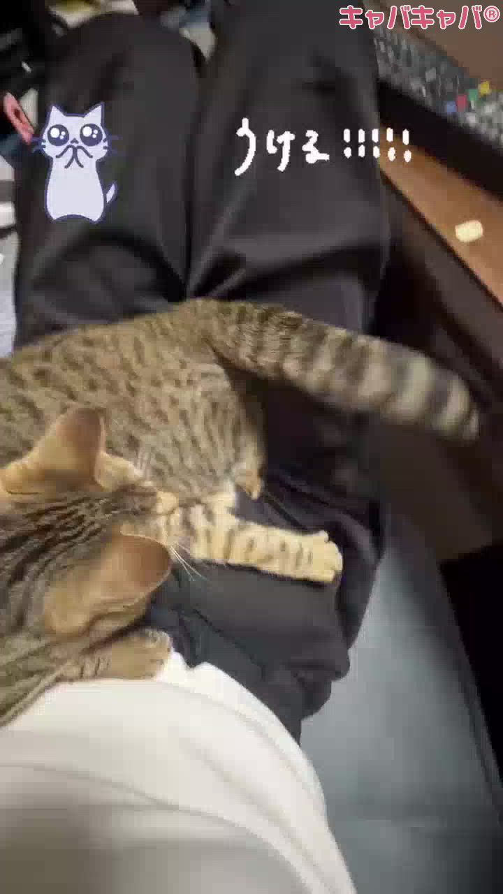 一条 葵