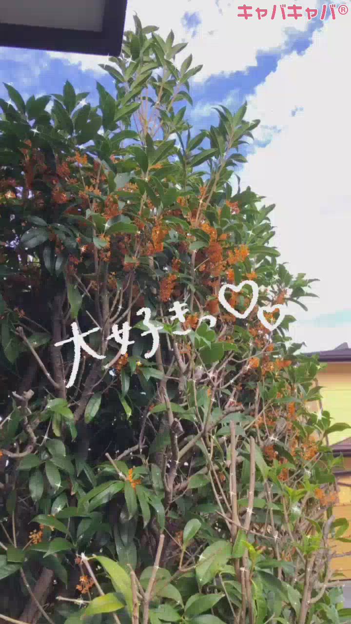 金木犀の木😄❣️