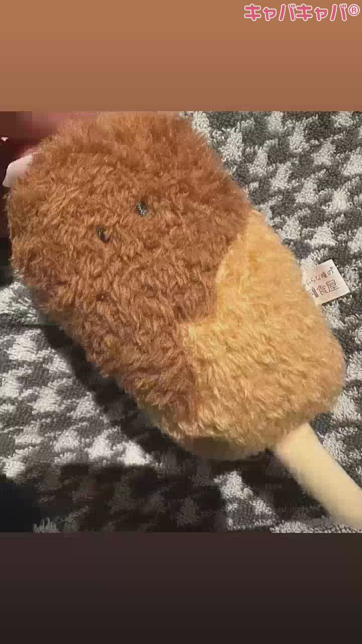 くしかつくん‼️