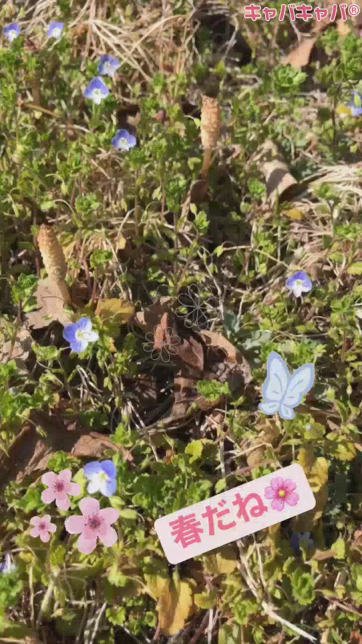 春だねぇʚ🌸ɞ