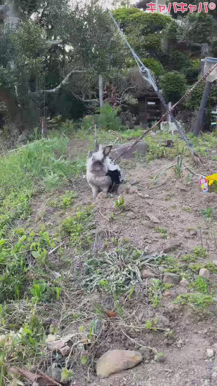 おなかたくさんたくさん