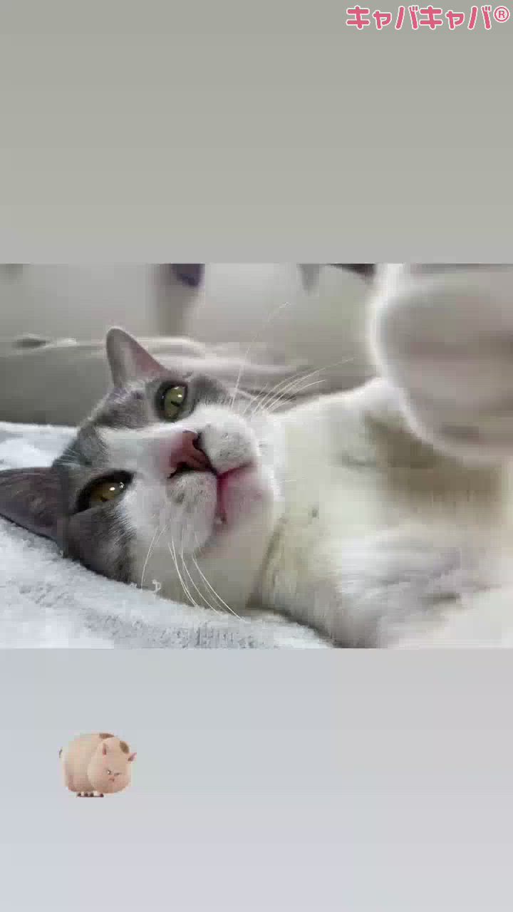 CLUB MIMOSA日記1561729