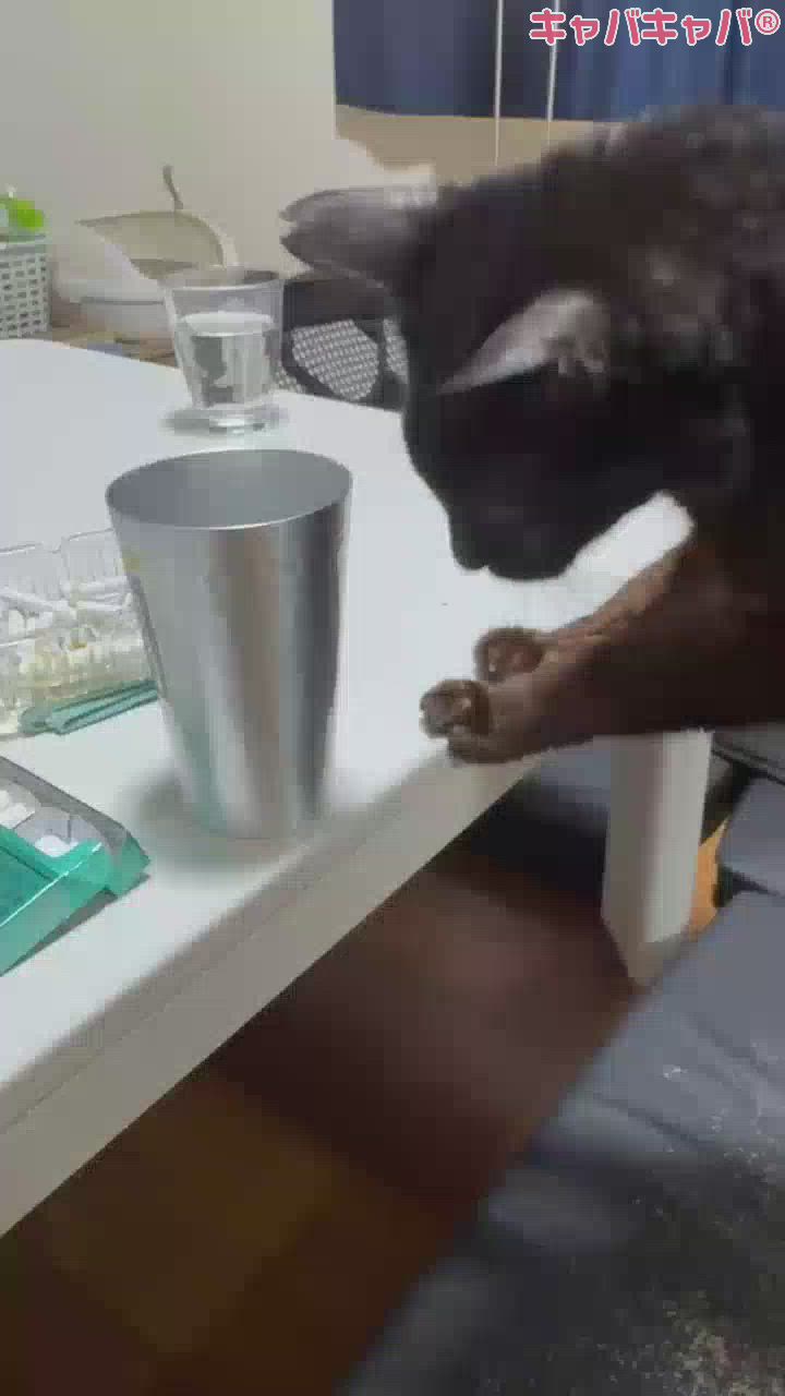 うちの可愛いあほ