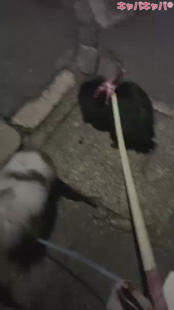 JEUNESSE日記1453025