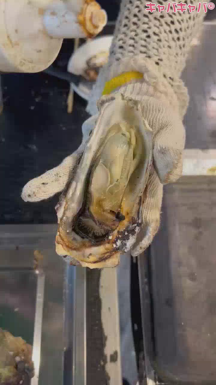 かき🦪( '-' 🦪 )