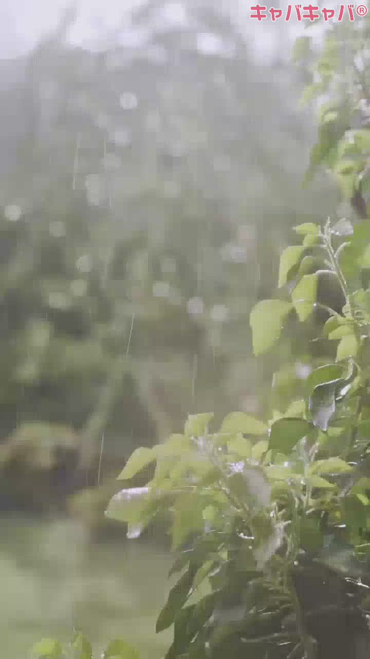 マスカッツ日記1201410