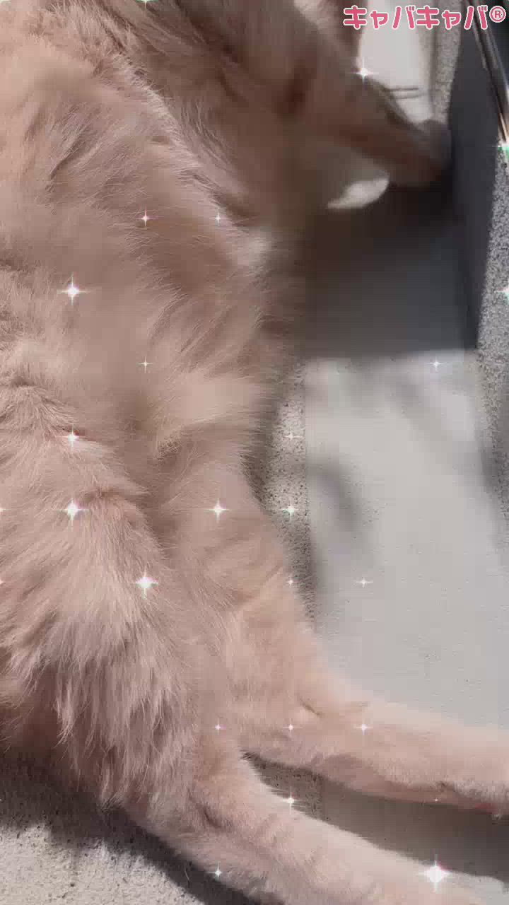 本当に一回見て癒されて