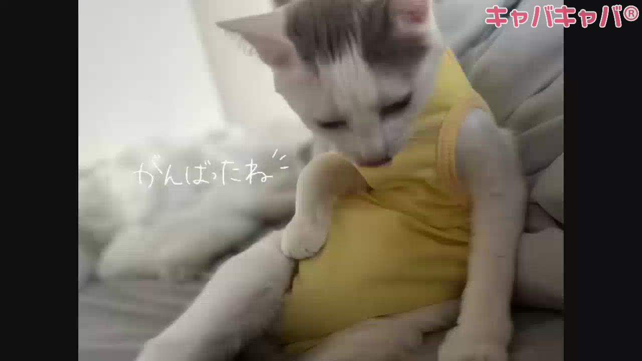 さすがに嘘です