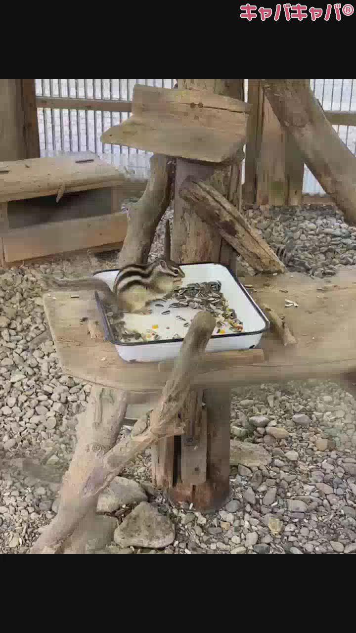 リスちゃん🩷🩷🩷