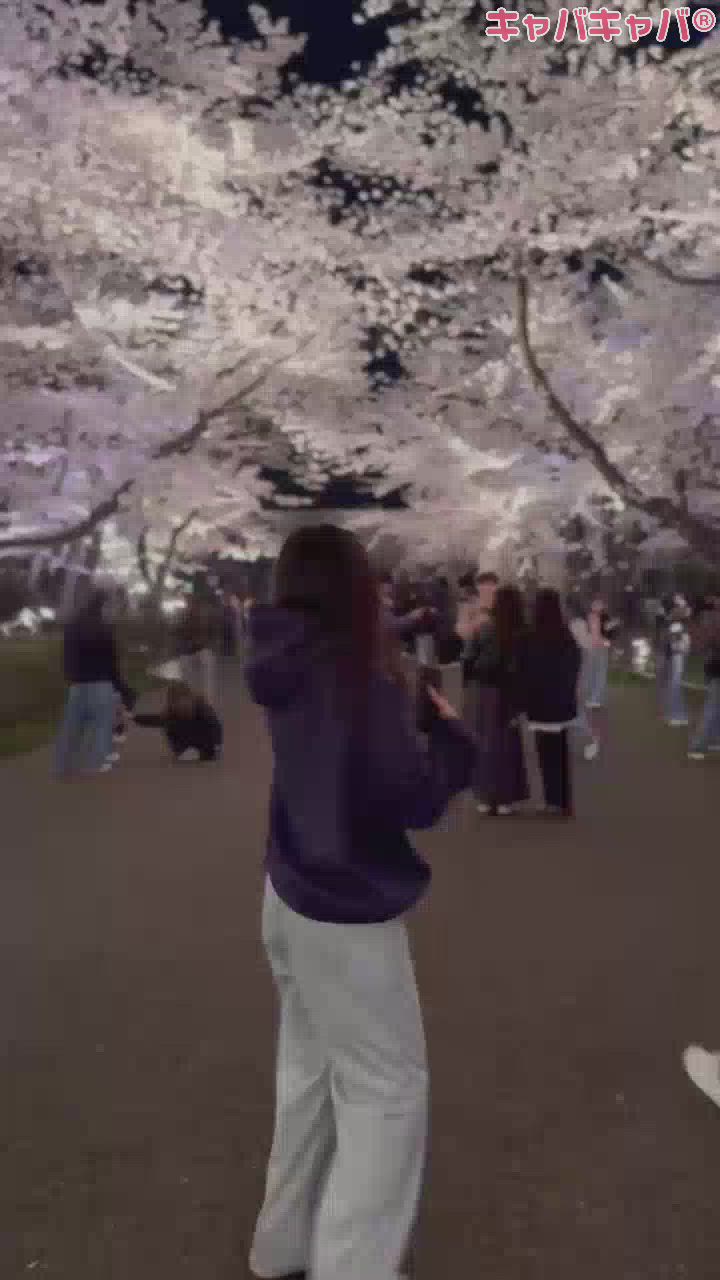 Premium　Ragdoll日記1331350