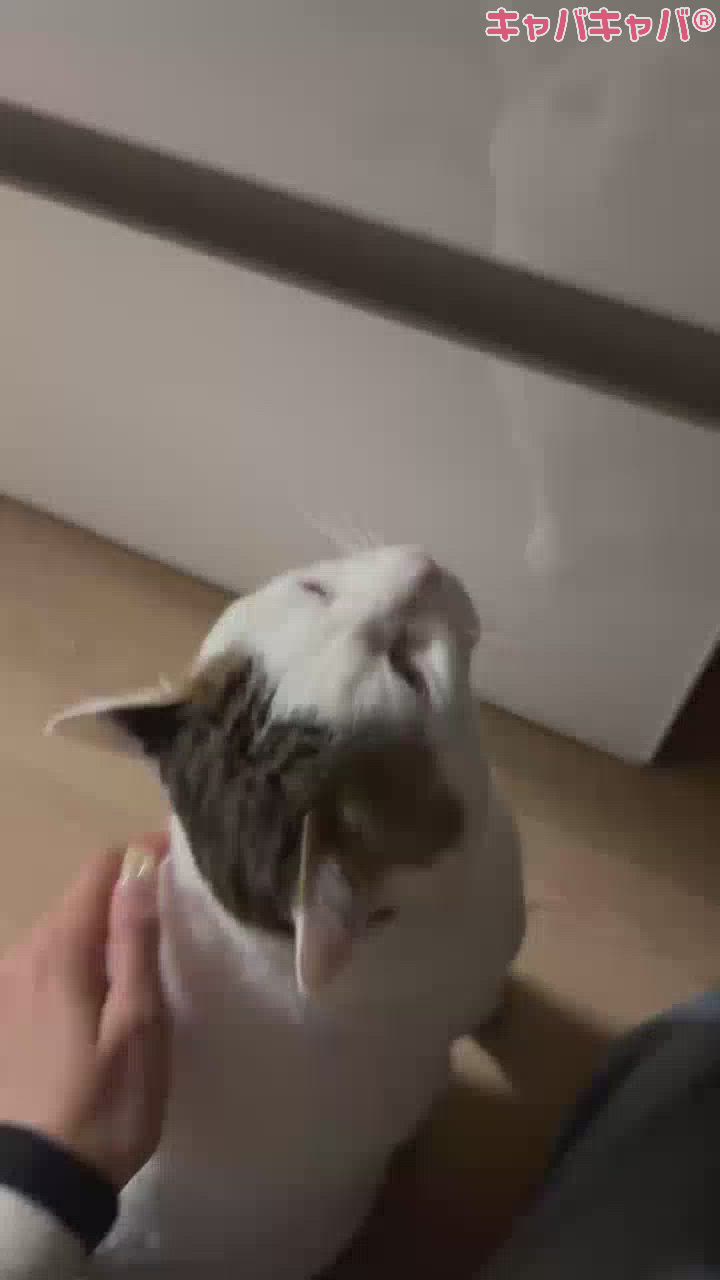 にゃんごろ（^_ .̫ _^）🩷