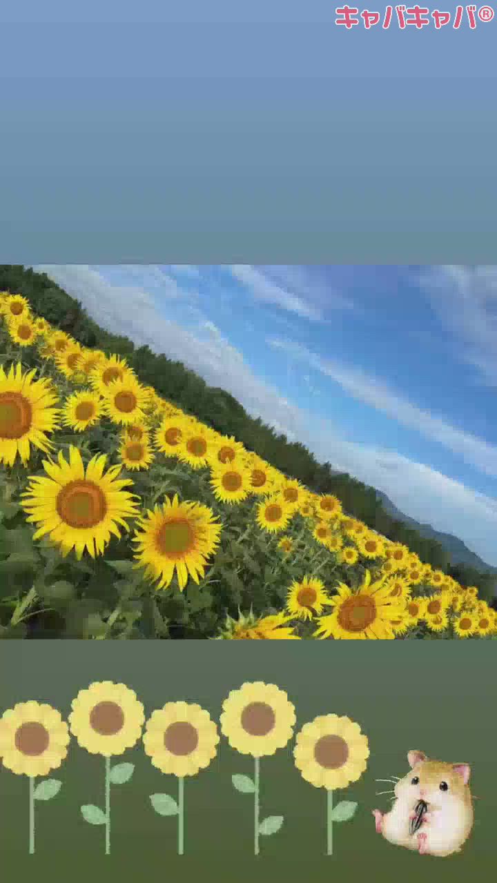 ⋆⸜🌻⸝‍⋆