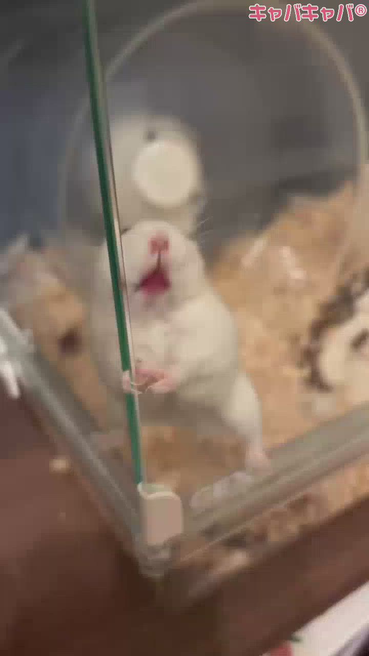 帰ってくるといつもこう‪🐹