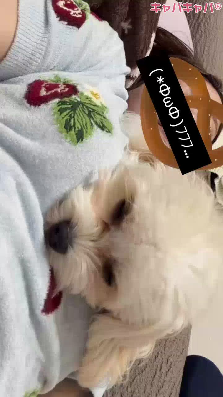一条 葵