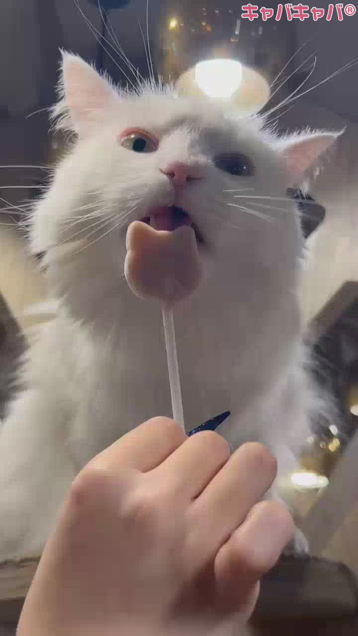 お祭り酒場 わっしょい日記1639040