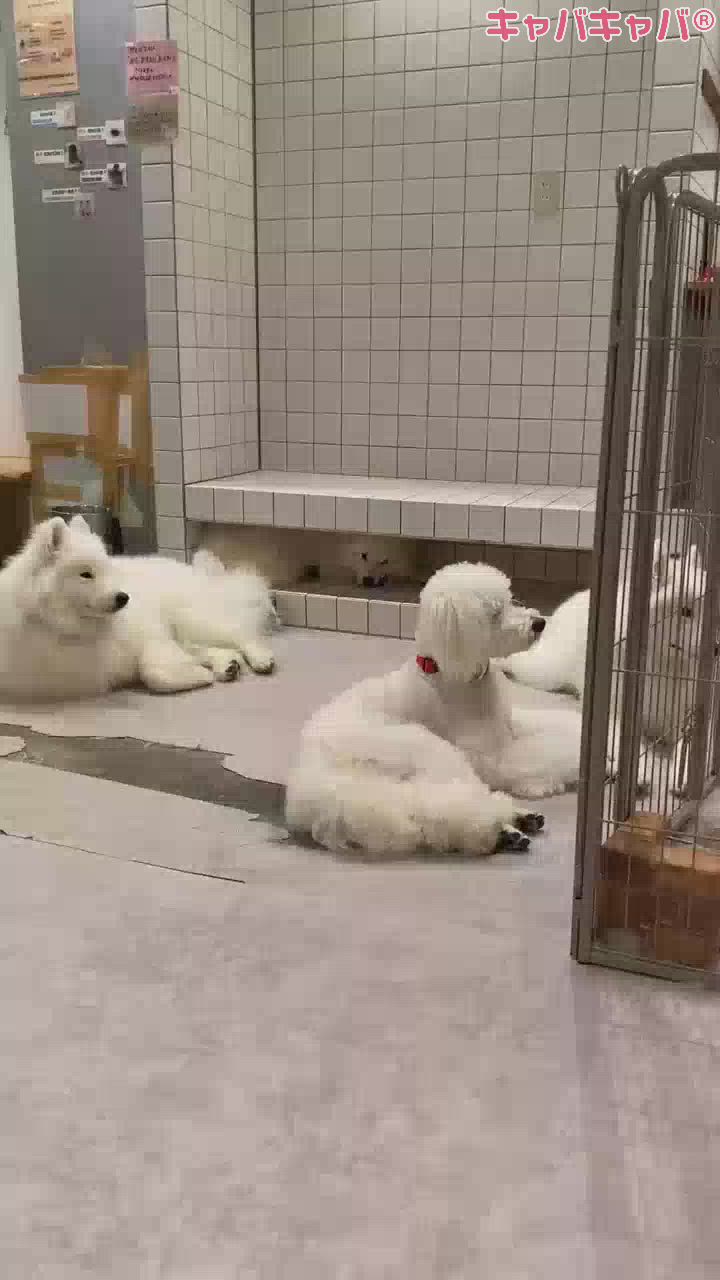 GRAND ROUGE日記1533141